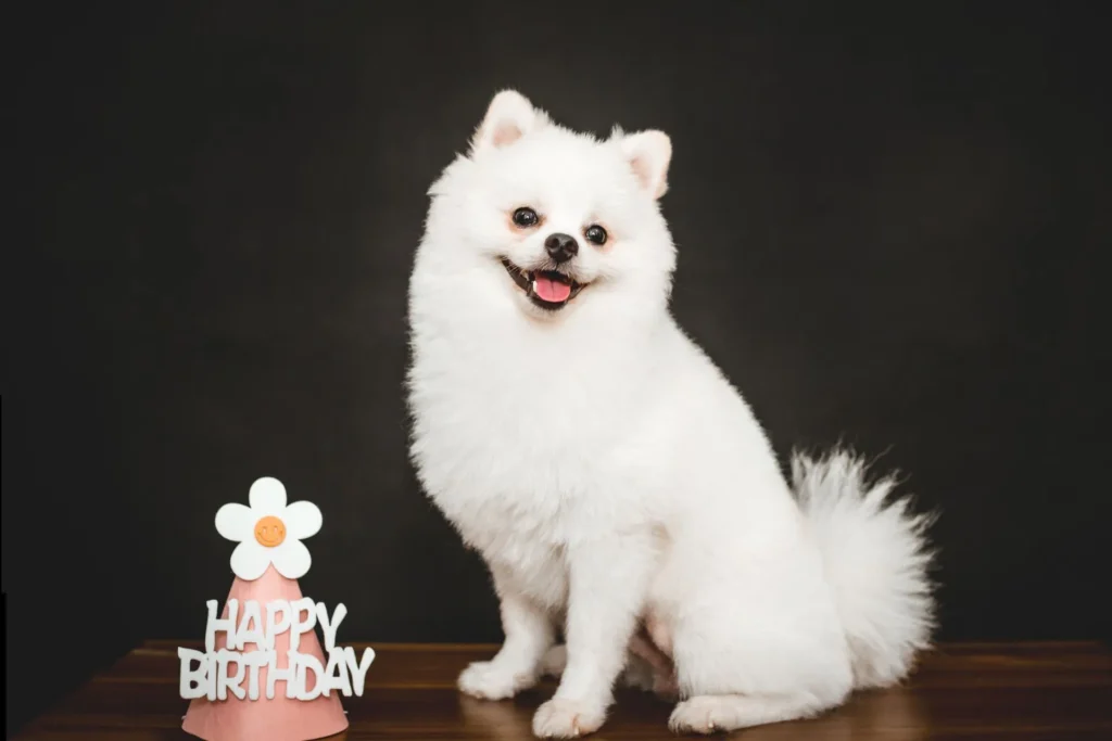 Pet birthday gift ideas showing a cheerful white dog beside a happy birthday decoration