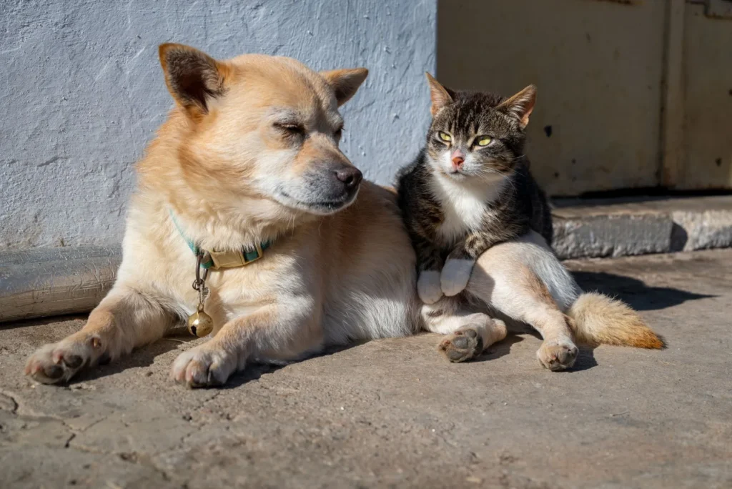Pet ID card ideas showing a dog and cat together for custom card inspiration