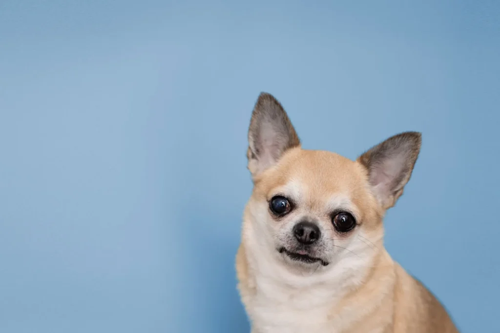 Pet ID card photo tips showing a clear dog portrait against a clean blue background