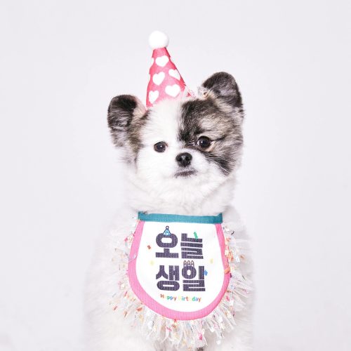 personalised pet id card printing birthday gift for dog