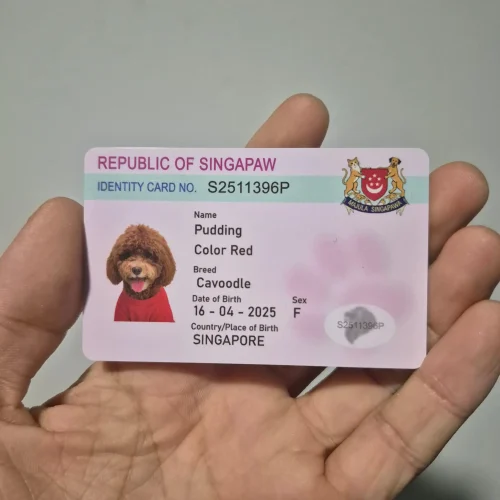 pet-id-card-printing-cavoodle-pet-card