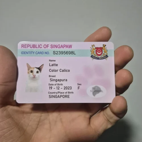 pet-id-card-printing-singapura-cat-design